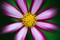 Purple, white, vivid pink wild flower Ã¢â¬ÅWild CosmosÃ¢â¬Â C. bipinnatus blooming during Spring Summer closeup macro photo isolated